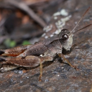 Phaulacridium vittatum at Namadgi National Park - 28 Apr 2024