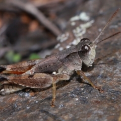 Unidentified Grasshopper (several families) at Booth, ACT - 28 Apr 2024 by TimL