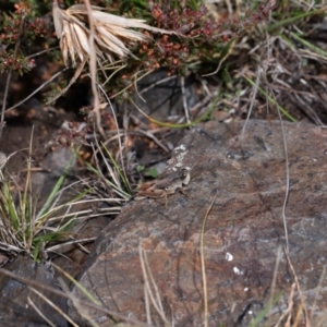 Phaulacridium vittatum at Namadgi National Park - 28 Apr 2024