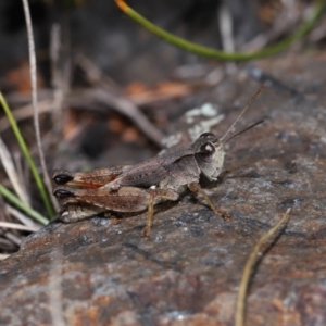 Phaulacridium vittatum at Namadgi National Park - 28 Apr 2024