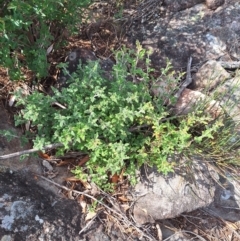 Xanthosia pilosa (Woolly Xanthosia) at Porters Creek, NSW - 18 Apr 2024 by forest17178