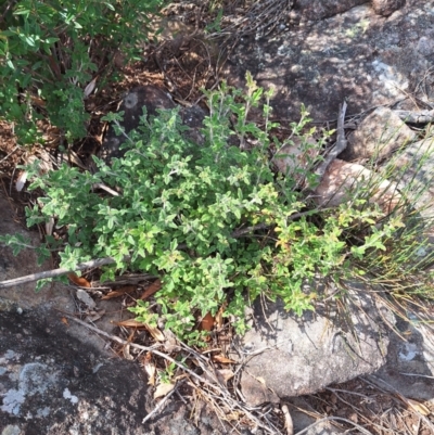 Xanthosia pilosa (Woolly Xanthosia) at Porters Creek, NSW - 18 Apr 2024 by forest17178