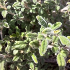 Xanthosia pilosa at Morton National Park - 18 Apr 2024