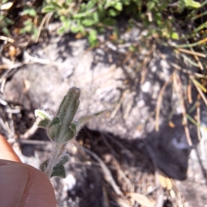 Xanthosia pilosa at Morton National Park - 18 Apr 2024