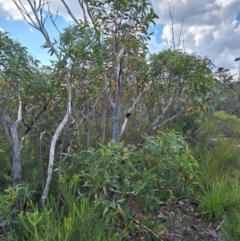 Eucalyptus dendromorpha (Budawang Ash) at Porters Creek, NSW - 18 Apr 2024 by forest17178