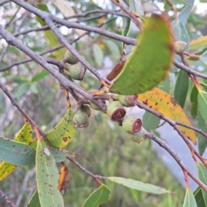 Eucalyptus dendromorpha at Morton National Park - 18 Apr 2024