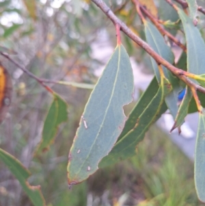 Eucalyptus dendromorpha at Morton National Park - 18 Apr 2024