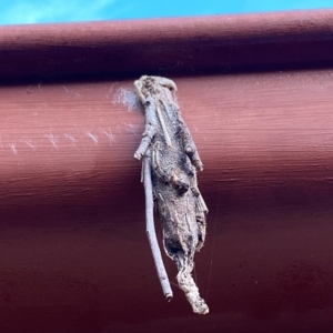 Metura elongatus (Saunders' case moth) at Dunlop, ACT by missysmum