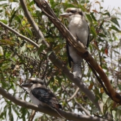 Dacelo novaeguineae (Laughing Kookaburra) at Braemar, NSW - 7 Apr 2024 by Curiosity