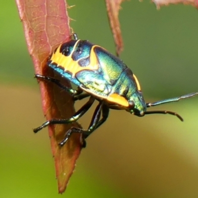 Scutiphora pedicellata (Metallic Jewel Bug) at Braemar, NSW - 7 Apr 2024 by Curiosity