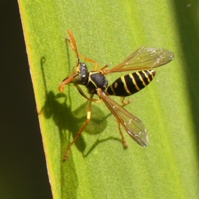 Polistes (Polistes) chinensis (Asian paper wasp) at Braemar - 14 Apr 2024 by Curiosity
