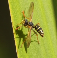 Polistes (Polistes) chinensis at Wingecarribee Local Government Area - 14 Apr 2024