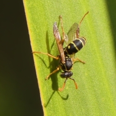 Polistes (Polistes) chinensis at Wingecarribee Local Government Area - 14 Apr 2024