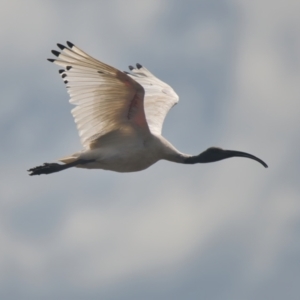 Threskiornis molucca at Wallum - 3 Apr 2024