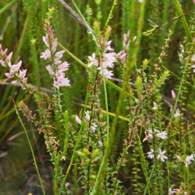 Epacris pulchella (Wallum Heath) at Wallum - 4 Apr 2024 by macmad