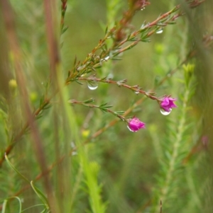 Boronia falcifolia at Wallum - 5 Apr 2024