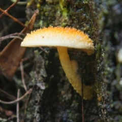 Unidentified Fungus at Brunswick Heads, NSW - 4 Apr 2024 by macmad