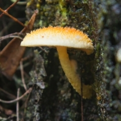 Unidentified Fungus at suppressed - 4 Apr 2024 by macmad