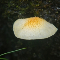 Cyptotrama asprata at Brunswick Heads, NSW - 5 Apr 2024