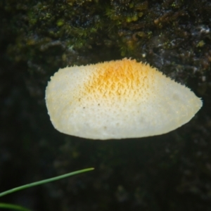 Cyptotrama asprata at Brunswick Heads, NSW - 5 Apr 2024