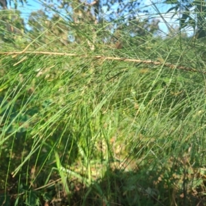 Allocasuarina littoralis at Surf Beach, NSW - 28 Apr 2024