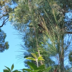 Allocasuarina littoralis at Surf Beach, NSW - 28 Apr 2024