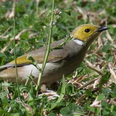 Ptilotula penicillata (White-plumed Honeyeater) at Moree, NSW - 7 Aug 2022 by Petesteamer