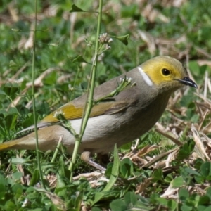 Ptilotula penicillata at Moree, NSW - 7 Aug 2022