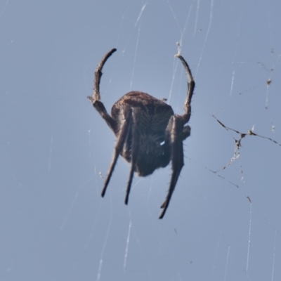 Unidentified Spider (Araneae) at Brunswick Heads, NSW - 5 Apr 2024 by macmad