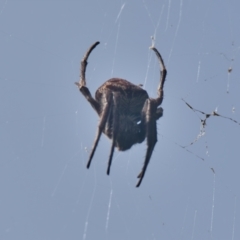 Unidentified Spider (Araneae) at Wallum - 5 Apr 2024 by macmad