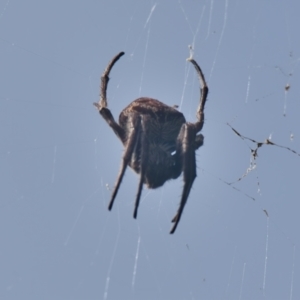 Unidentified Spider (Araneae) at suppressed by macmad