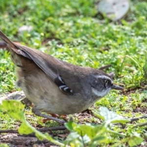 Sericornis frontalis at Moree, NSW - 7 Aug 2022 11:49 AM