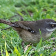 Sericornis frontalis at Moree, NSW - 7 Aug 2022 11:49 AM