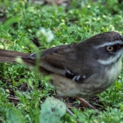 Sericornis frontalis at Moree, NSW - 7 Aug 2022 11:49 AM