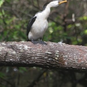 Microcarbo melanoleucos at Brunswick Heads, NSW - 6 Apr 2024