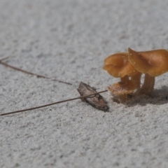 Unverified Fungus at Wallum - 6 Apr 2024 by macmad
