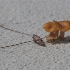 Unidentified Fungus at Wallum - 6 Apr 2024 by macmad