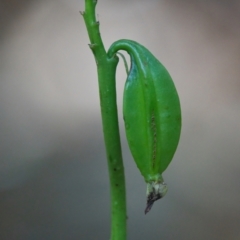 Geodorum densiflorum (Pink Nodding Orchid, Shepherds Crook Orchid) at Brunswick Heads, NSW - 6 Apr 2024 by macmad