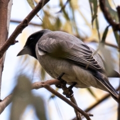 Coracina novaehollandiae (Black-faced Cuckooshrike) at Moree, NSW - 7 Aug 2022 by Petesteamer