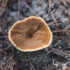 Unverified Fungus at Wallum - 6 Apr 2024 by macmad