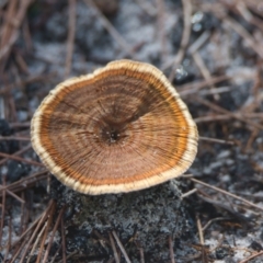 Unidentified Fungus at Wallum - 6 Apr 2024 by macmad