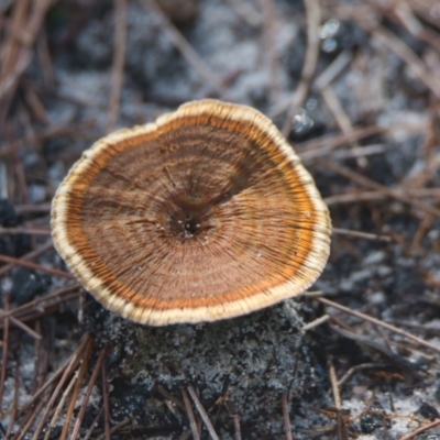 Unidentified Fungus at Brunswick Heads, NSW - 6 Apr 2024 by macmad
