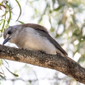 Colluricincla harmonica at Moree, NSW - 7 Aug 2022