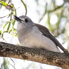 Colluricincla harmonica at Moree, NSW - 7 Aug 2022