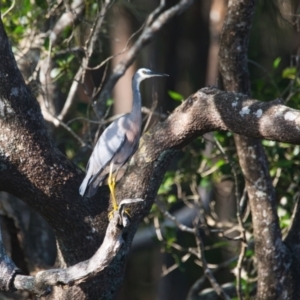 Egretta novaehollandiae at Wallum - 6 Apr 2024 04:15 PM