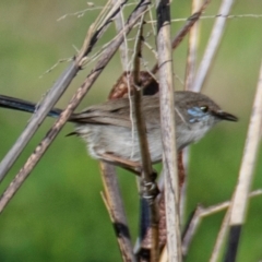 Malurus cyaneus at Moree, NSW - 7 Aug 2022 10:14 AM