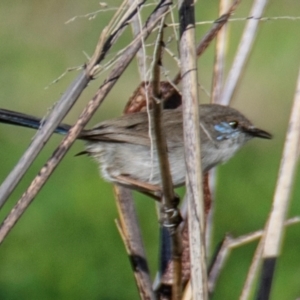 Malurus cyaneus at Moree, NSW - 7 Aug 2022 10:14 AM