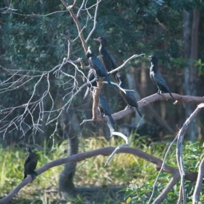 Phalacrocorax carbo (Great Cormorant) at Brunswick Heads, NSW - 6 Apr 2024 by macmad