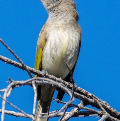 Lichmera indistincta (Brown Honeyeater) at Moree, NSW - 7 Aug 2022 by Petesteamer