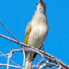 Lichmera indistincta at Moree, NSW - 7 Aug 2022 10:53 AM